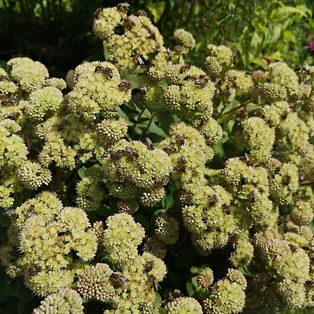 Fp Muehlmann&schoen Innervillgraten