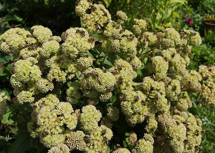 Fp Muehlmann&schoen Innervillgraten