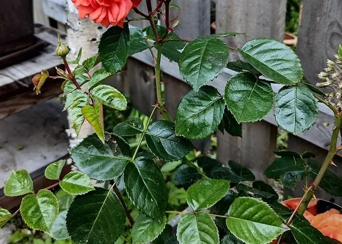 Fp Muehlmann&schoen Guest house Innervillgraten