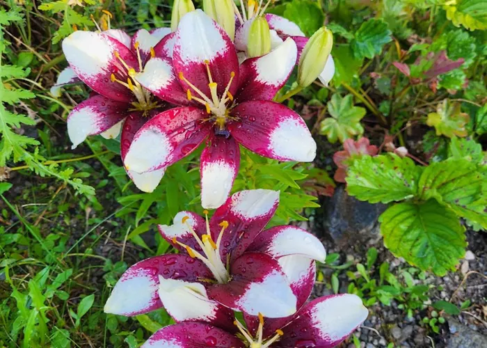 Guest house Fp Muehlmann&schoen Innervillgraten