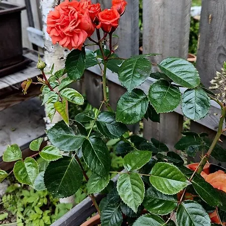 Fp Muehlmann&schoen בית הארחה אינרבילגרטן