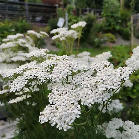 Vendégház Fp Muehlmann&schoen