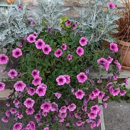 Vendégház Fp Muehlmann&schoen 4*