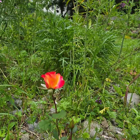 Vendégház Fp Muehlmann&schoen