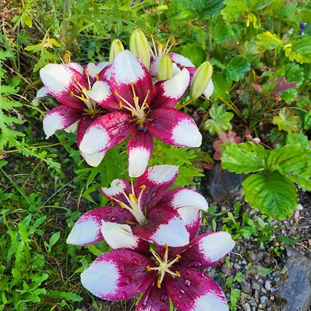 Vendégház Fp Muehlmann&schoen Innervillgraten