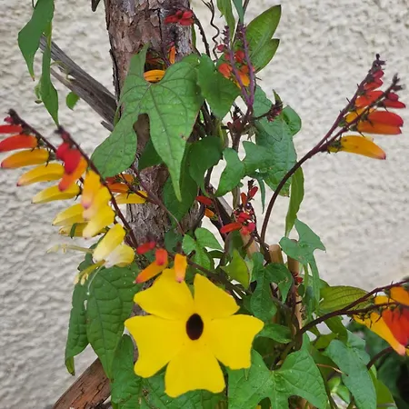 Fp Muehlmann&schoen Vendégház Innervillgraten