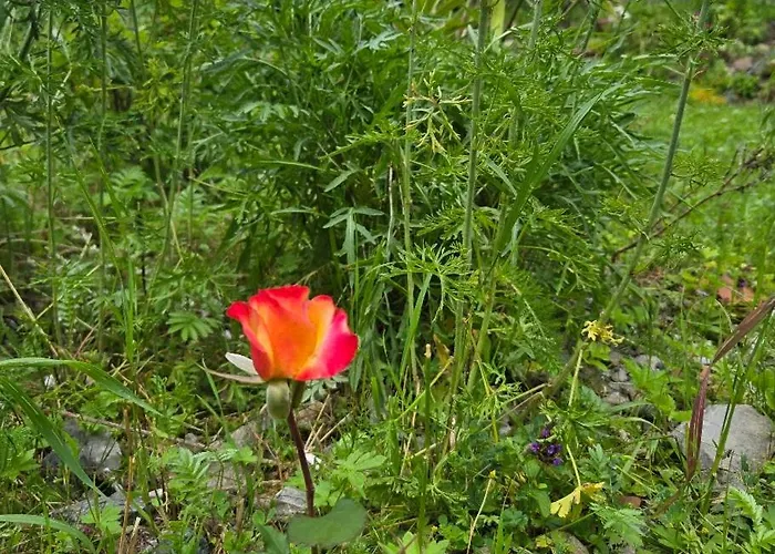 Maison d'hôtes Fp Muehlmann&schoen